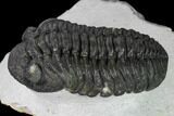 Adrisiops Weugi Trilobite - Recently Described Phacopid #165901-3
